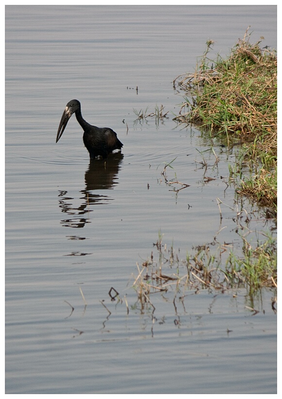 African Openbill