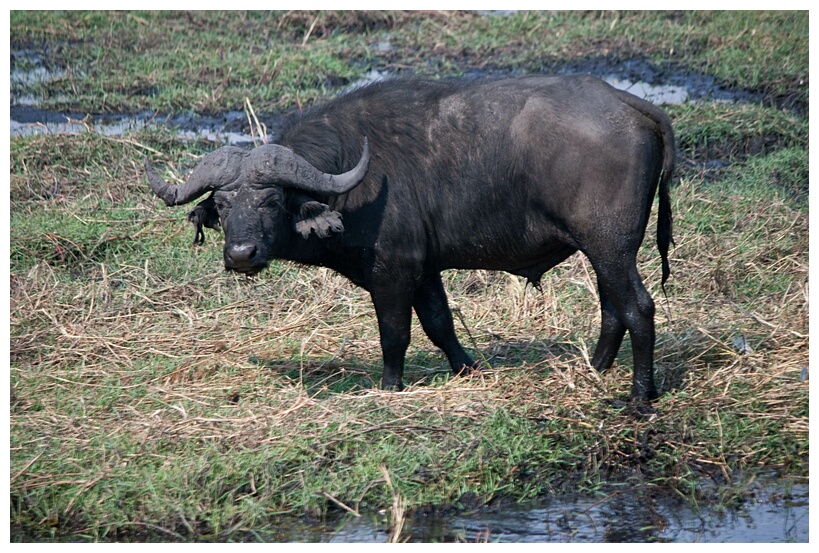 Buffalo