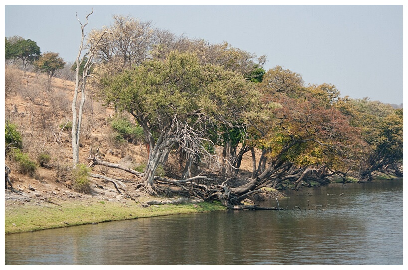 Chobe Riverfront