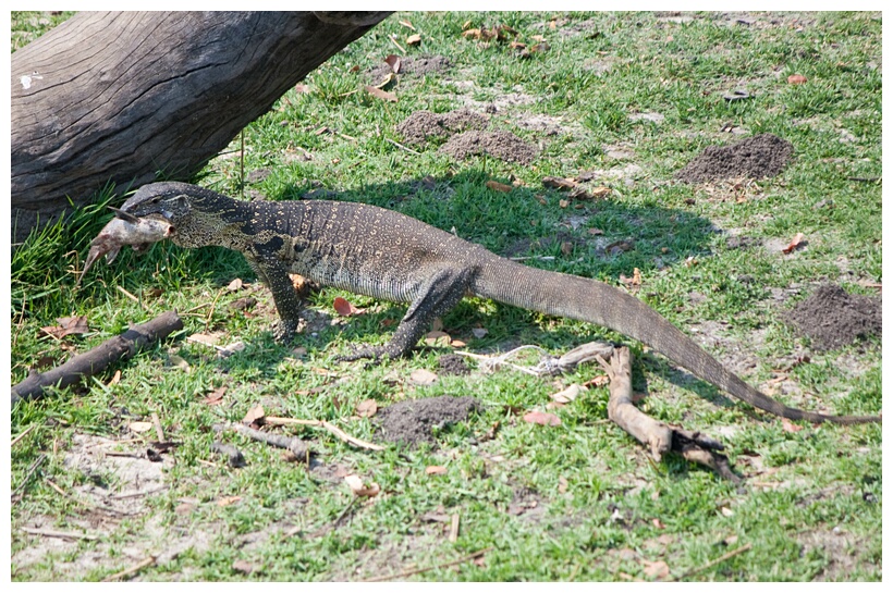 Water Monitor