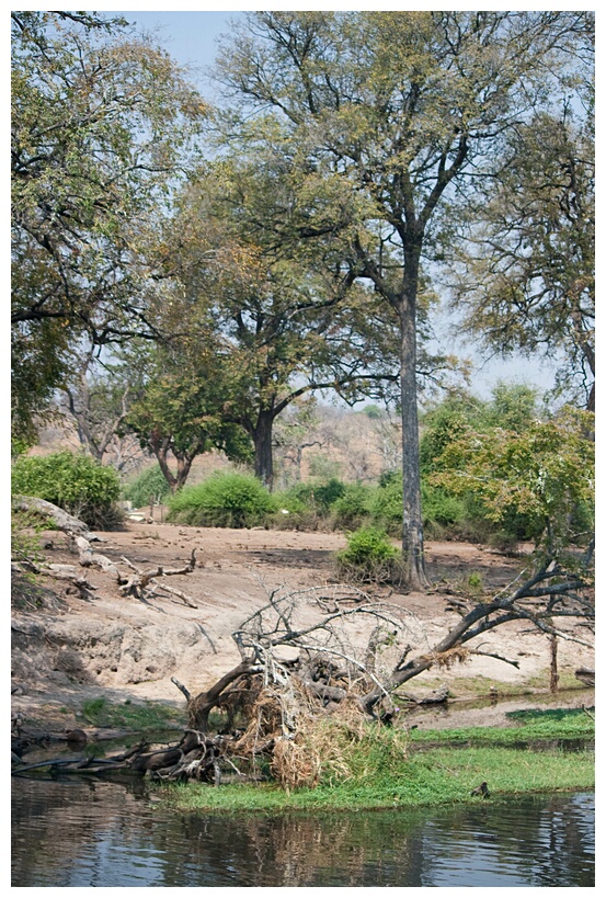 Chobe River