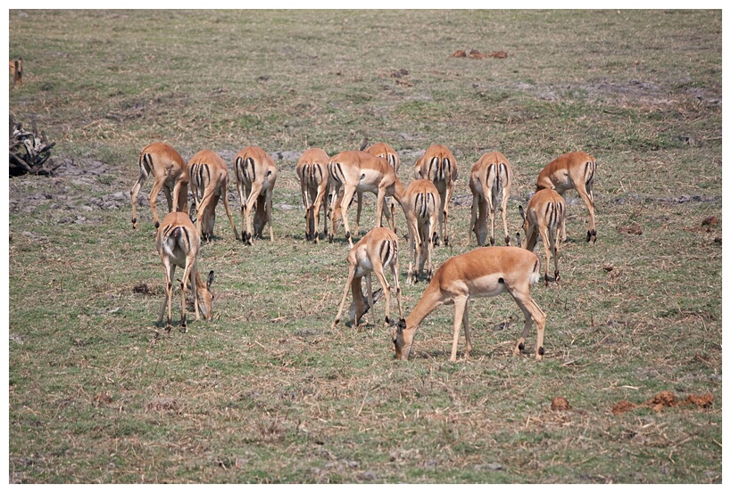 Impala Group