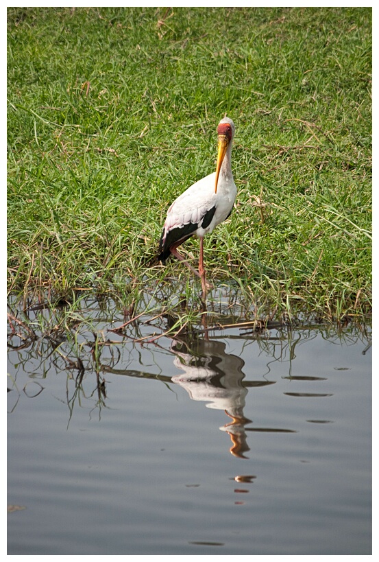 Yellow-Billed Stork