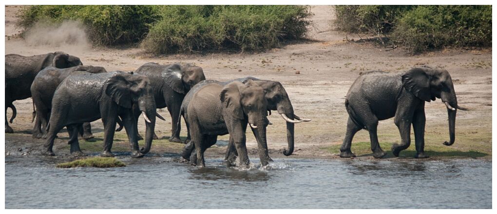 Herd of Elephants