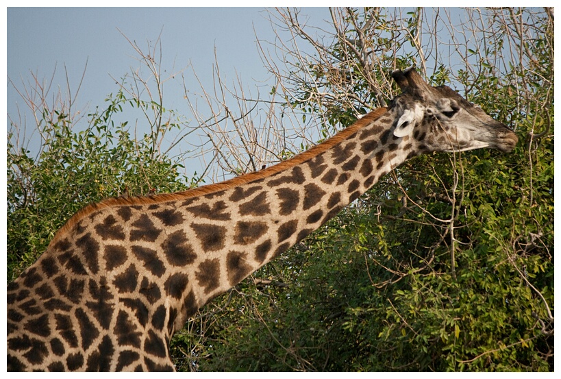 Tallest Animal