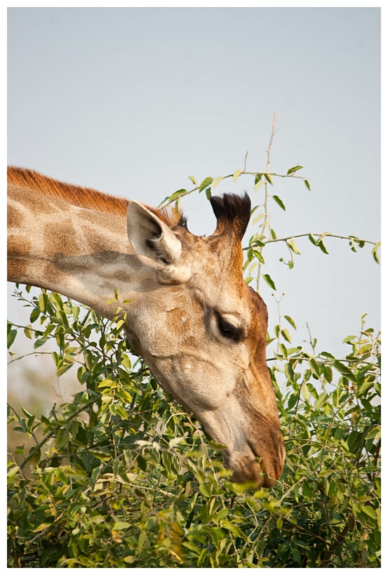 Giraffe