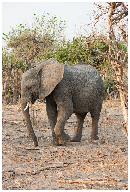 Male Elephant