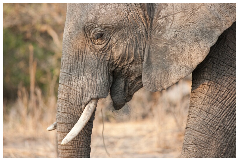Elephants' Tusks