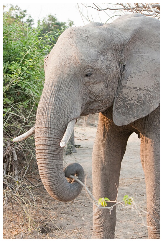 African Elephant 