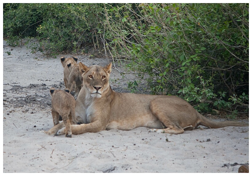 Lions