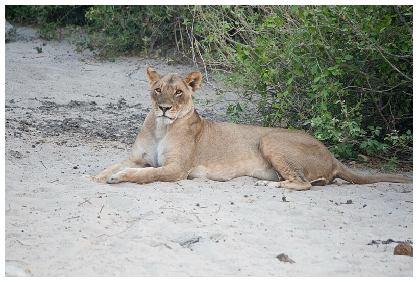 Lion Resting