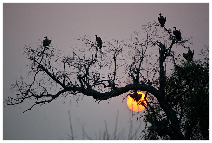 Vulture Sunset