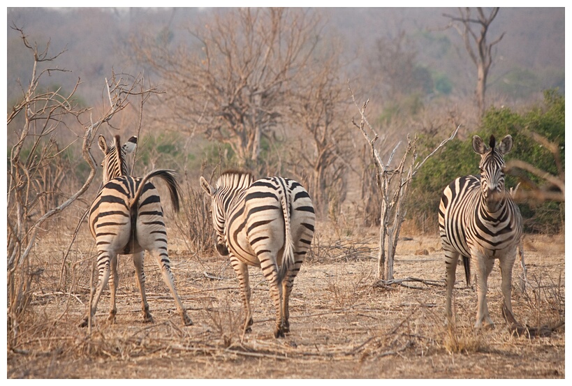 Zebras