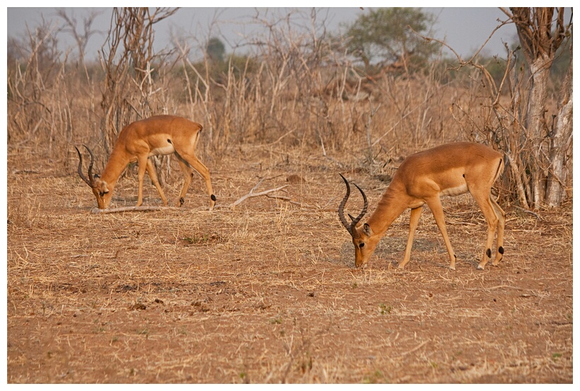 Impalas