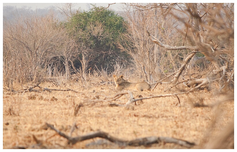 Lion at Rest