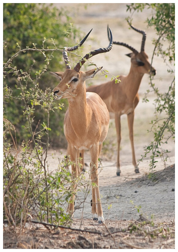 Impalas