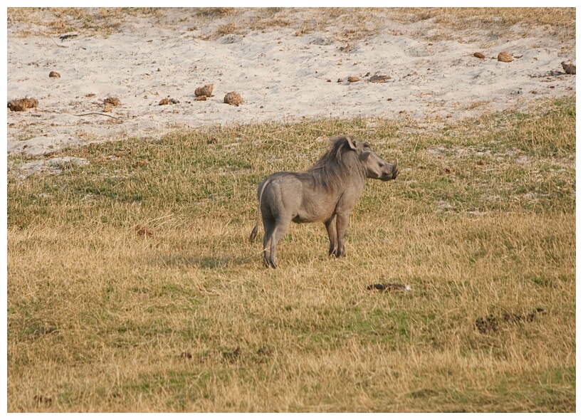 Warthog