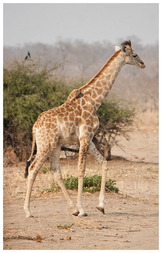 Giraffe with Bird