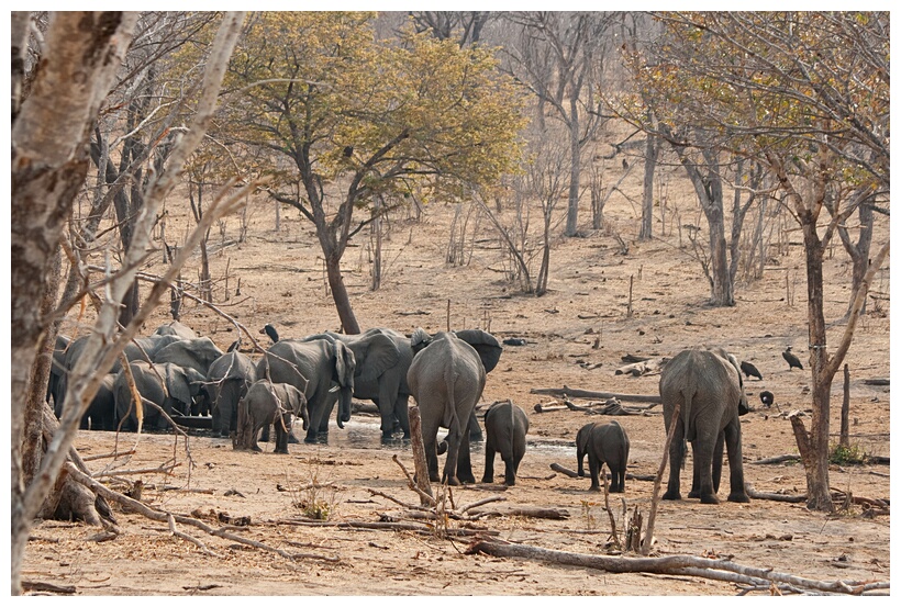 Chobe Elephants
