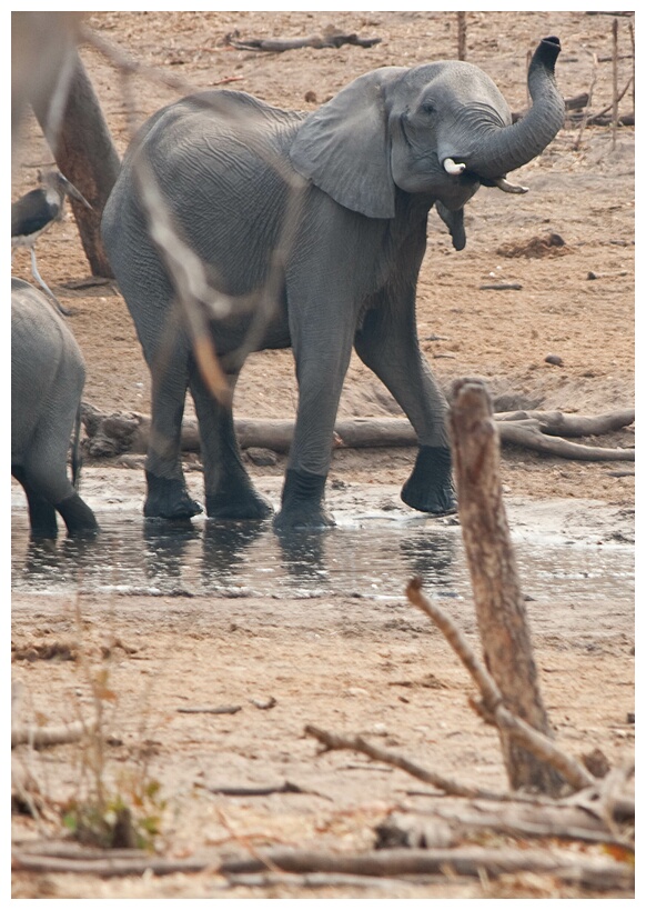 Small Elephant
