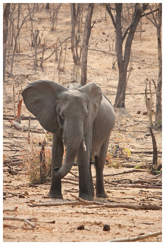 Short Tusks
