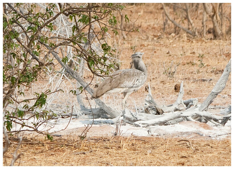 Kori Bustard
