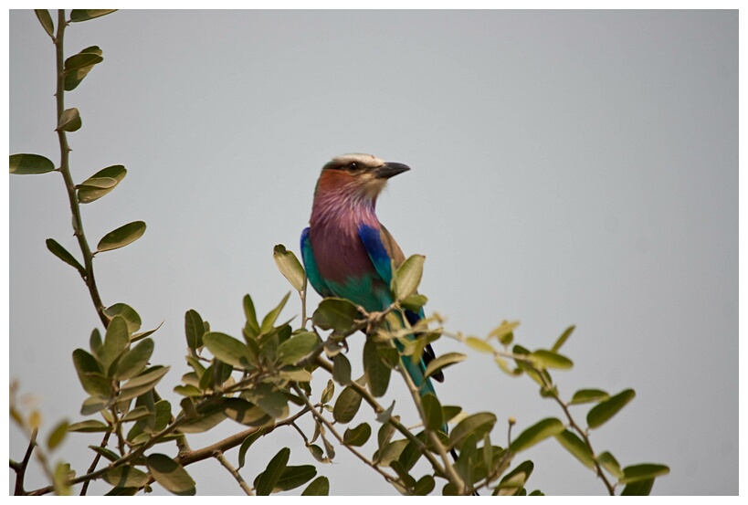 Lilac-Breaster Roller