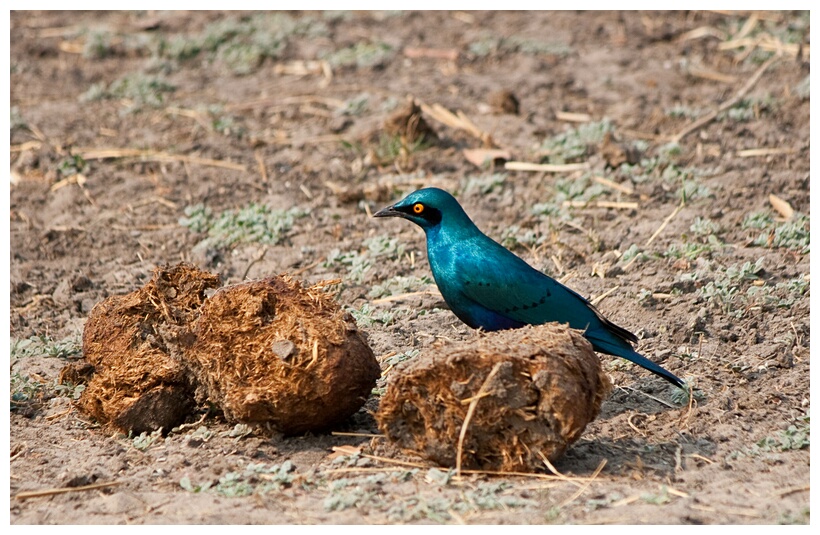 Greater Blue-eared Starling