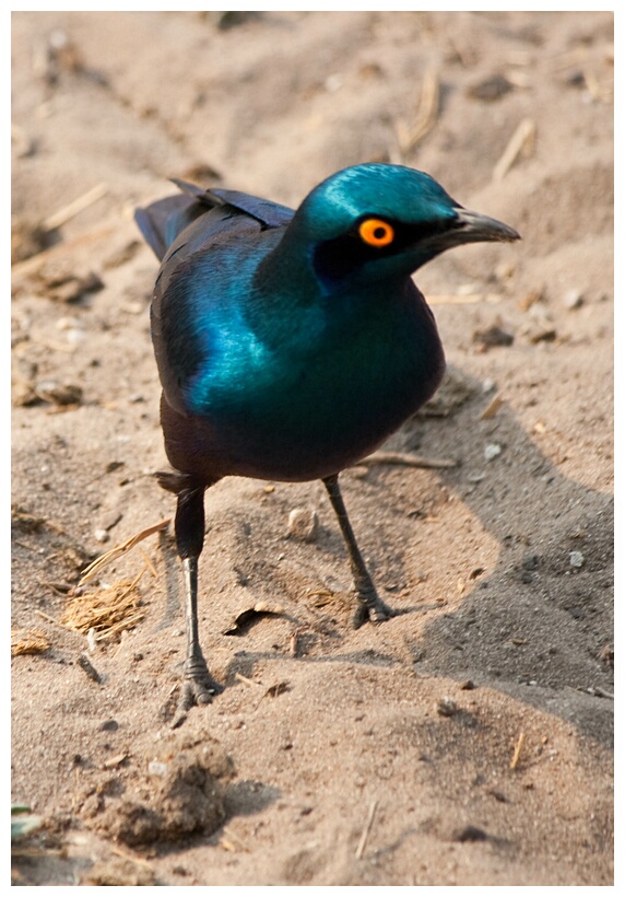 Greater Blue-eared Starling
