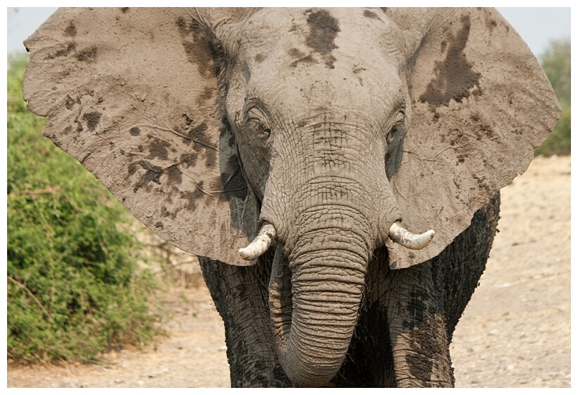 Big Animal