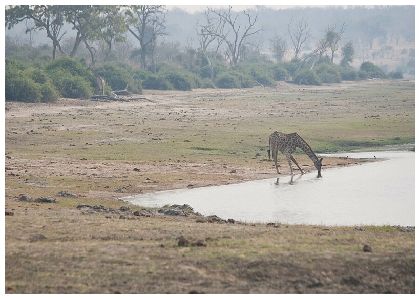 Giraffe Drinking