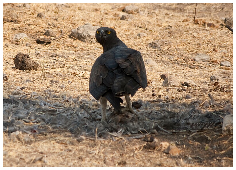 Eagle at Work