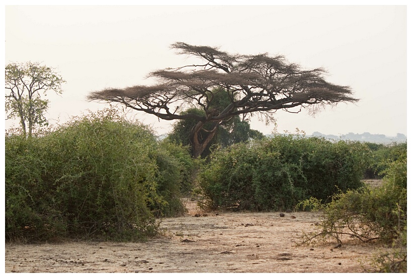 Chobe Landscape