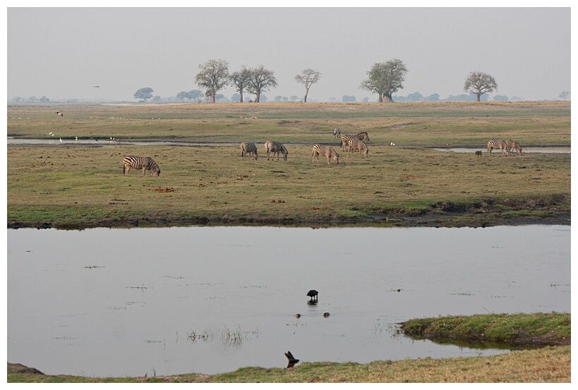 Chobe Landscape