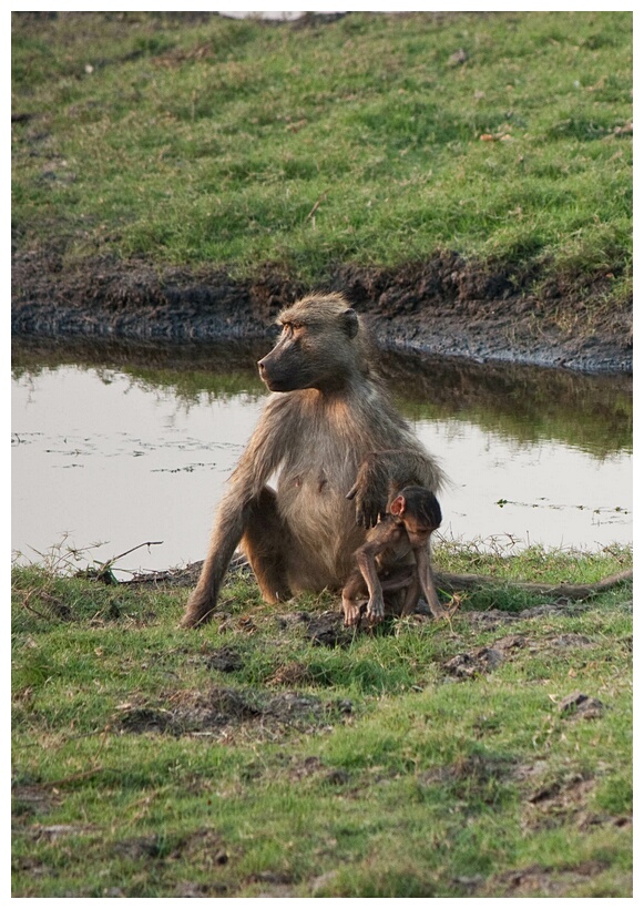 Mum and Baby