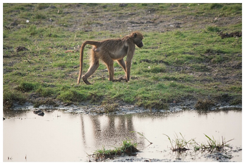 Baboon