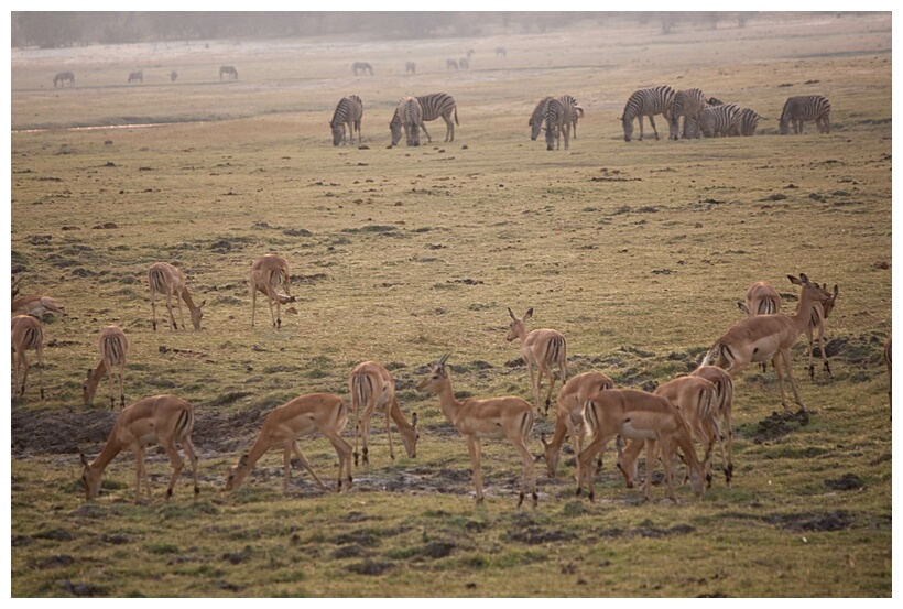 Zebras and Impalas