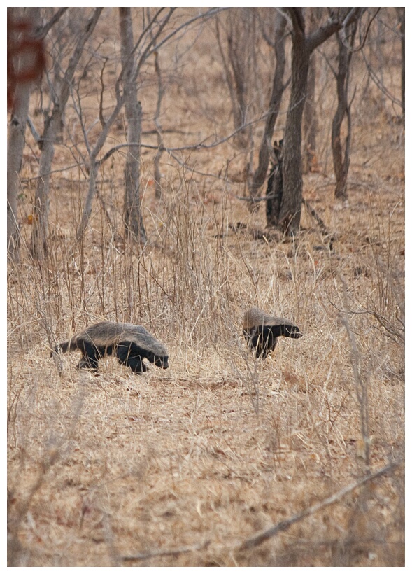 Honey Badger