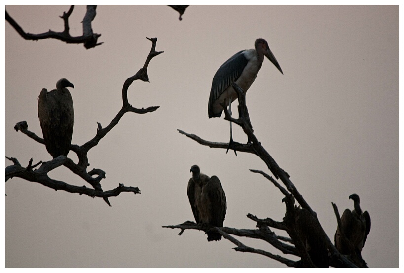 Perched on the Tree