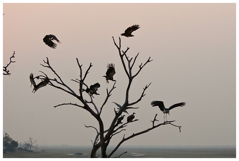 Brids of Africa