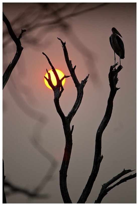 African Sunset