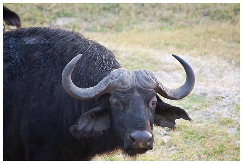 Buffalo