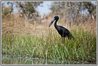African Openbill