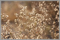 Savannah Plants