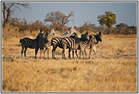 Zebras Watching