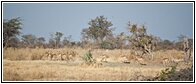 Wildlife Country