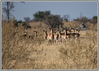 Female Impalas