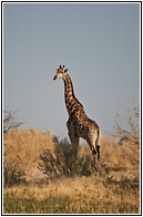 Giraffe