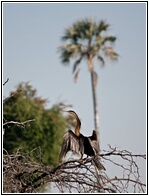 Reed Cormorant