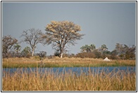 Okavango Delta